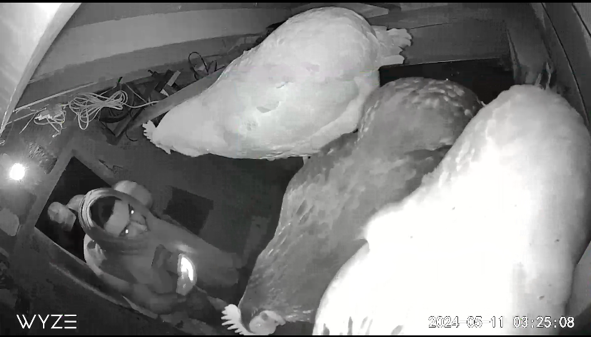 CCTV screen shot of two suspects entering a coop and stealing a chicken
