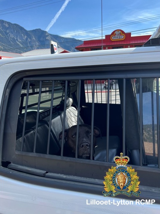 Pictured is a well behaved lost dog that was located by Lillooet RCMP in File 2024-2205. The dog was reconnected to it's owners by the District of Lillooet By-Law Officer.