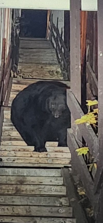 "Chonky" bear sitting on exterior steps to house.