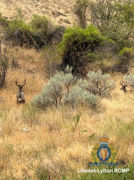 Pictured is two "Bucks" (Male deer) blending into the foliage with there darker fall coats in Lillooet.