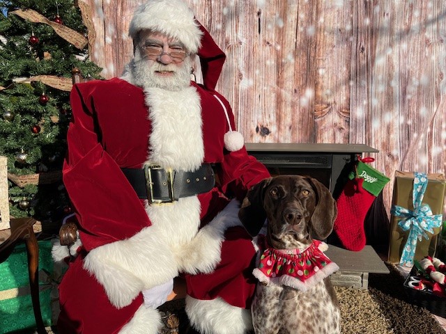 Santa Claus with German short haired pointer dog in Christmas theme 