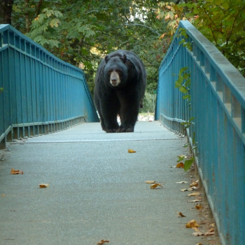 Bear walking over pedestrian bridge.