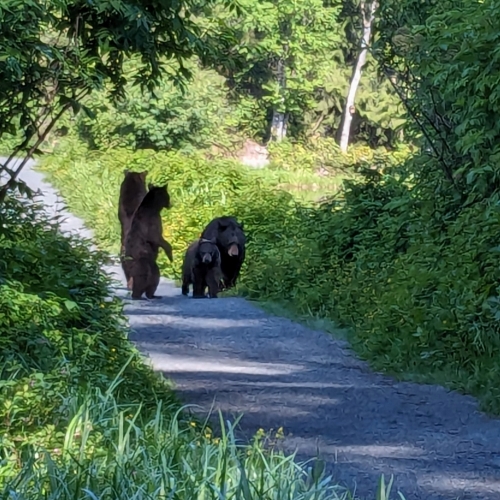 Four bears on trail.