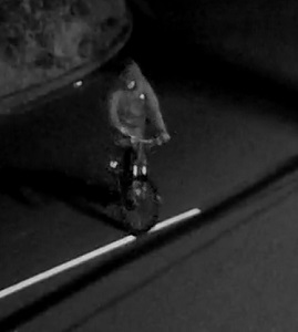 Front view of unknown individual on a bike