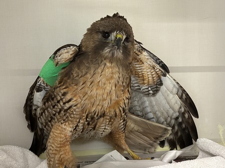 Red Tailed Hawk standing on a white towel with it&rsquo;s wings partially open and a green bandage on its right wing.