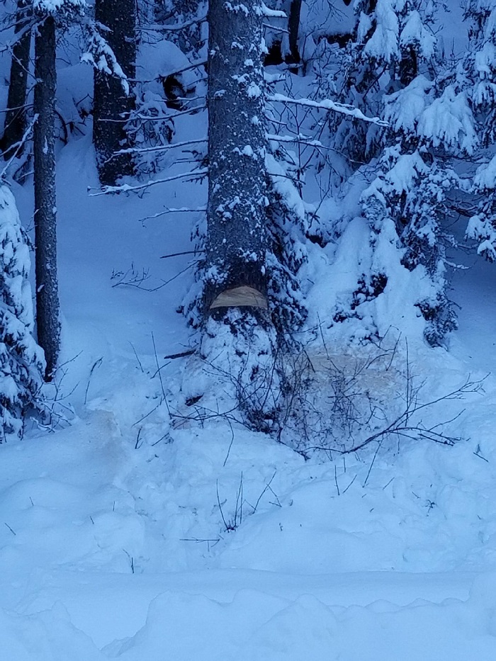 Photo of partly cut tree