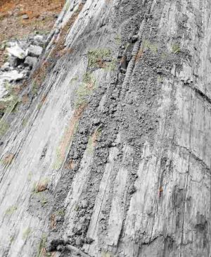 Close up photo of log with re-bar. 