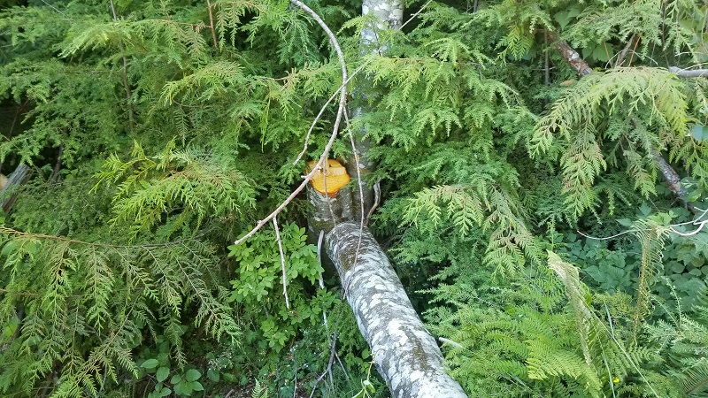 Photo of cut living tree