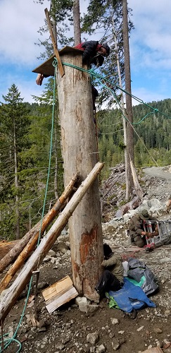 Image de personnes attach&eacute;es au pied et au sommet de la souche d&rsquo;un gros arbre &agrave; l&rsquo;aide de clous