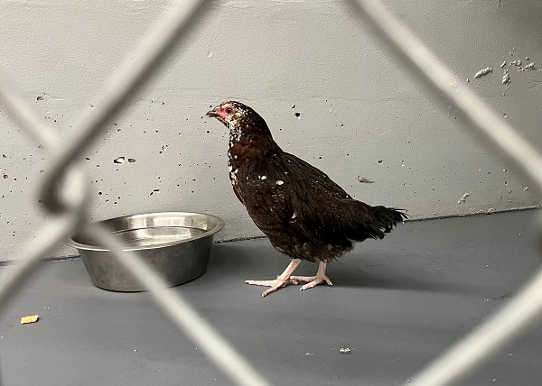 Chicken in chain-link kennel