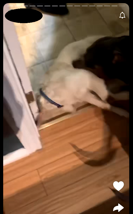 White goat with a collar on, being bitten by a black Pitbull inside a house.