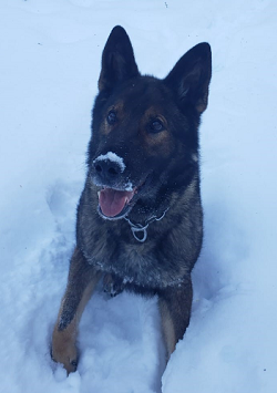 Police dog Hamer